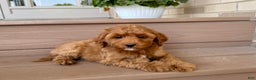 Cockapoo dogs for sale: Samantha - Ad 3