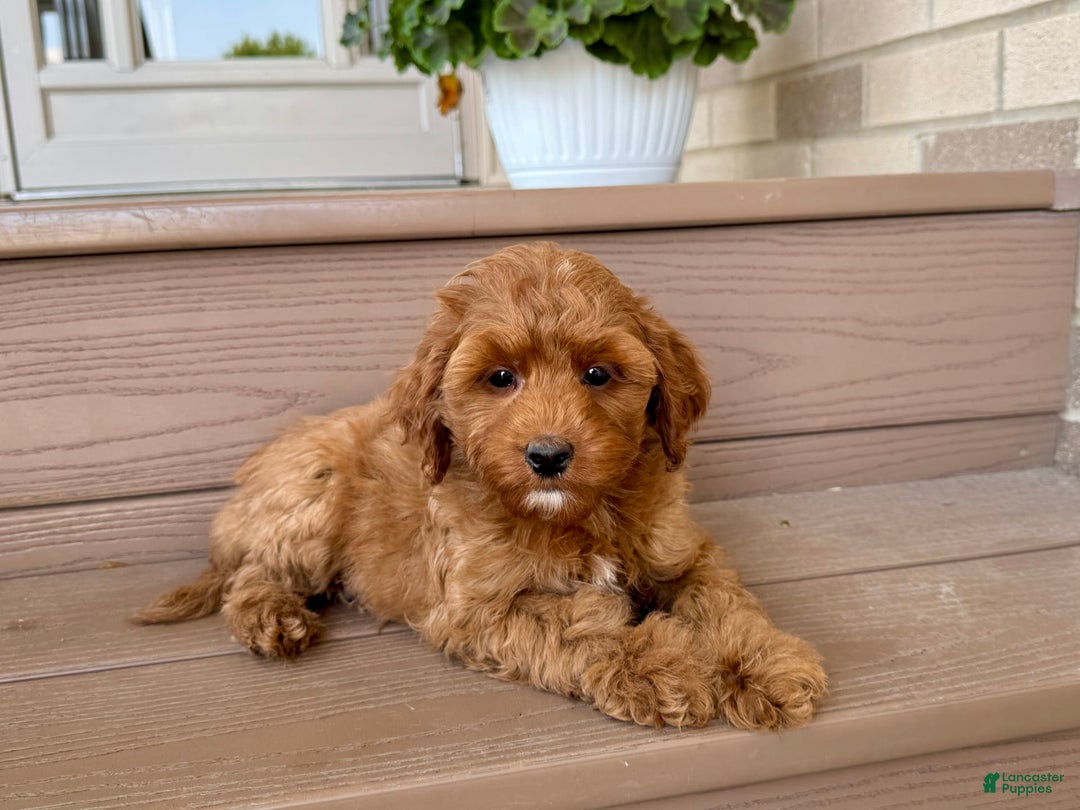 Cockapoo dogs for sale: Samantha - Ad 3