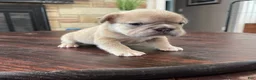 French Bulldog dogs for sale: Peter  - Ad 5