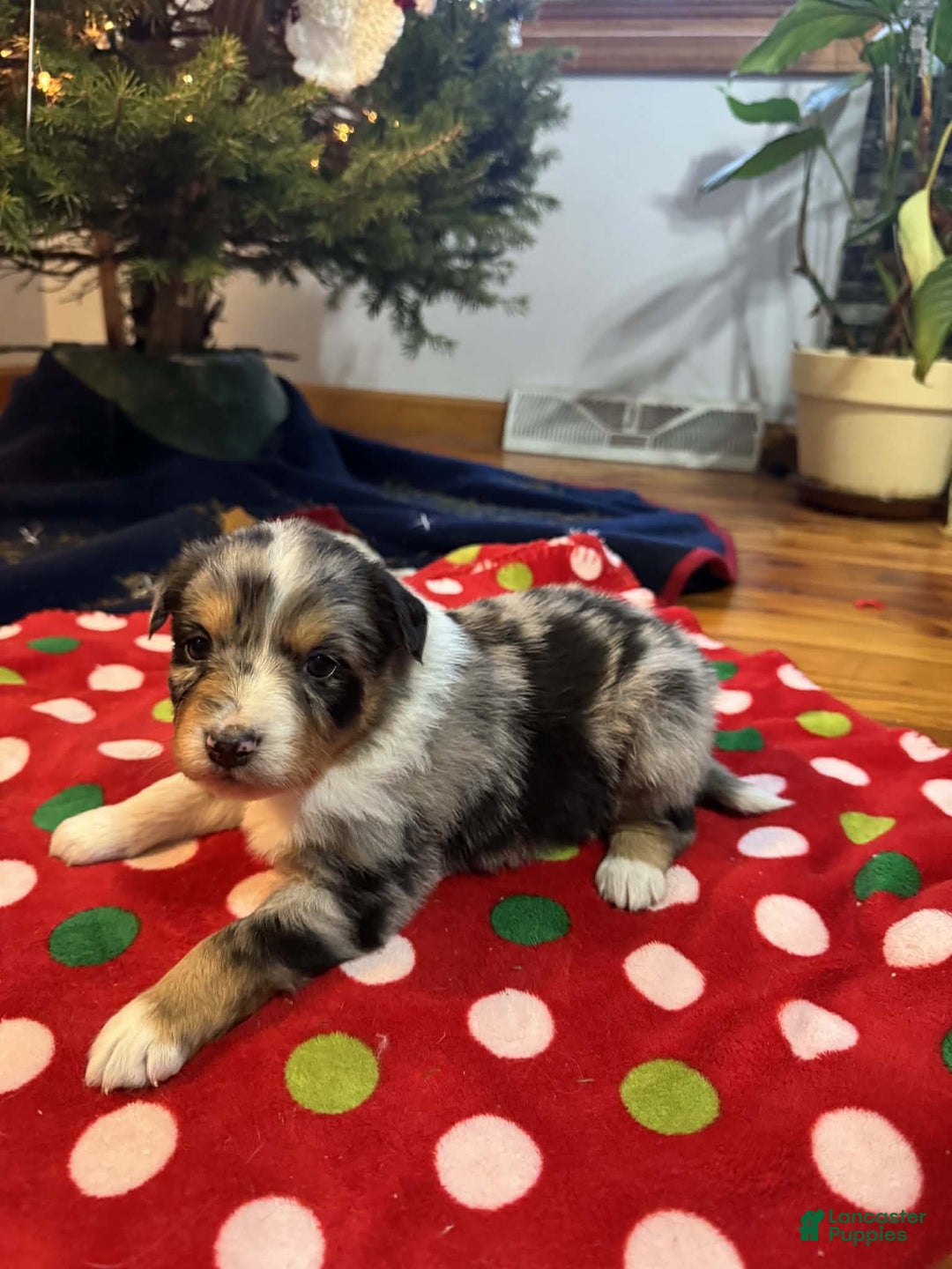 Australian Shepherd dogs for sale: Tundra - Ad 1