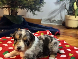 Australian Shepherd dogs Tundra - Ad 7