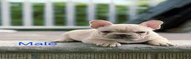 French Bulldog Puppy 1