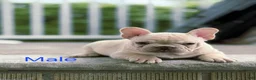 French Bulldog dogs for sale: French Bulldog Puppy 1 - Ad 1