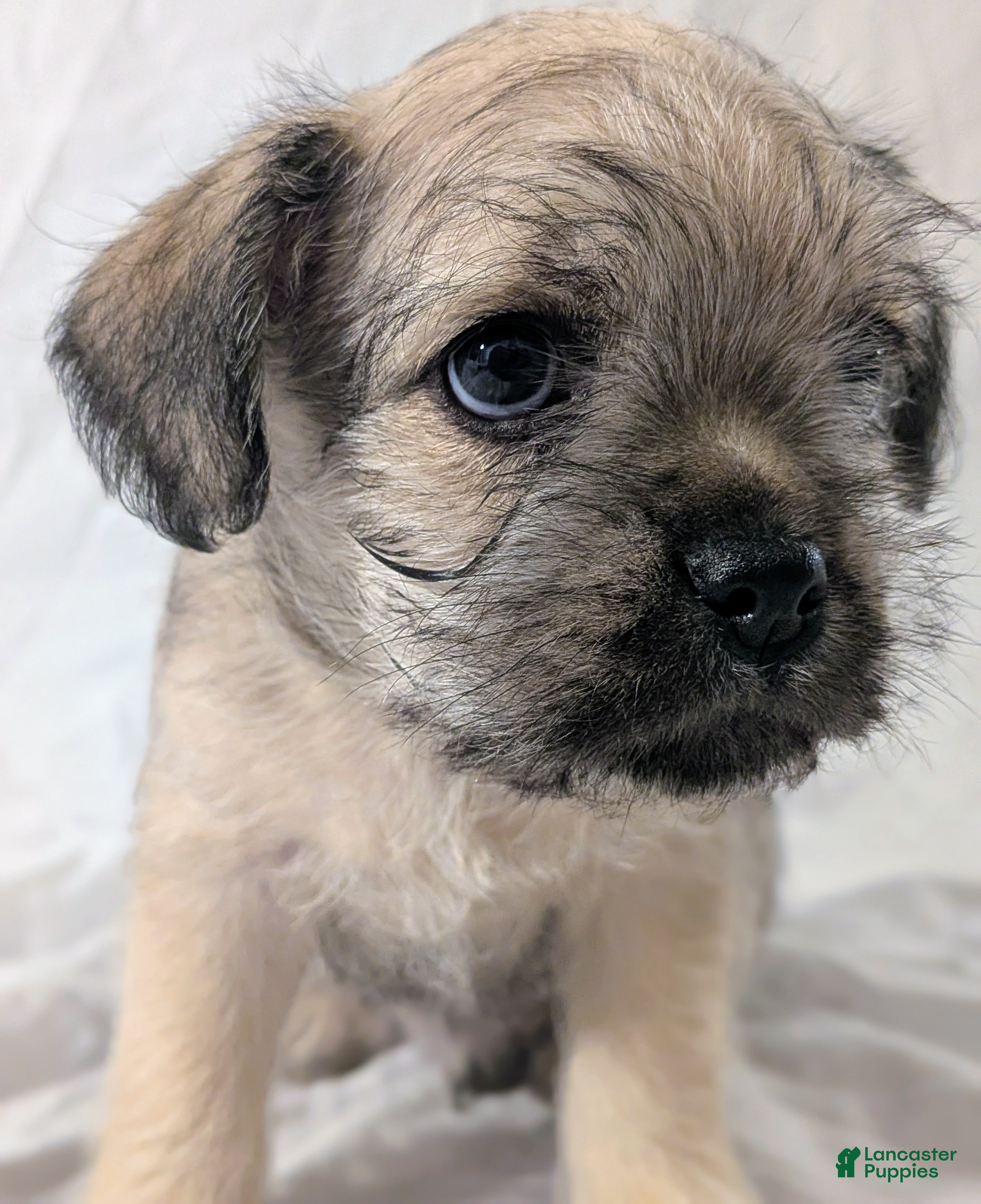 Mixed Breed dogs Dusty - Ad 1