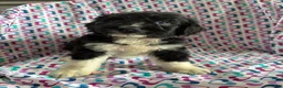 Aussiedoodle dogs for sale: Aussiedoodle 6 - Ad 4