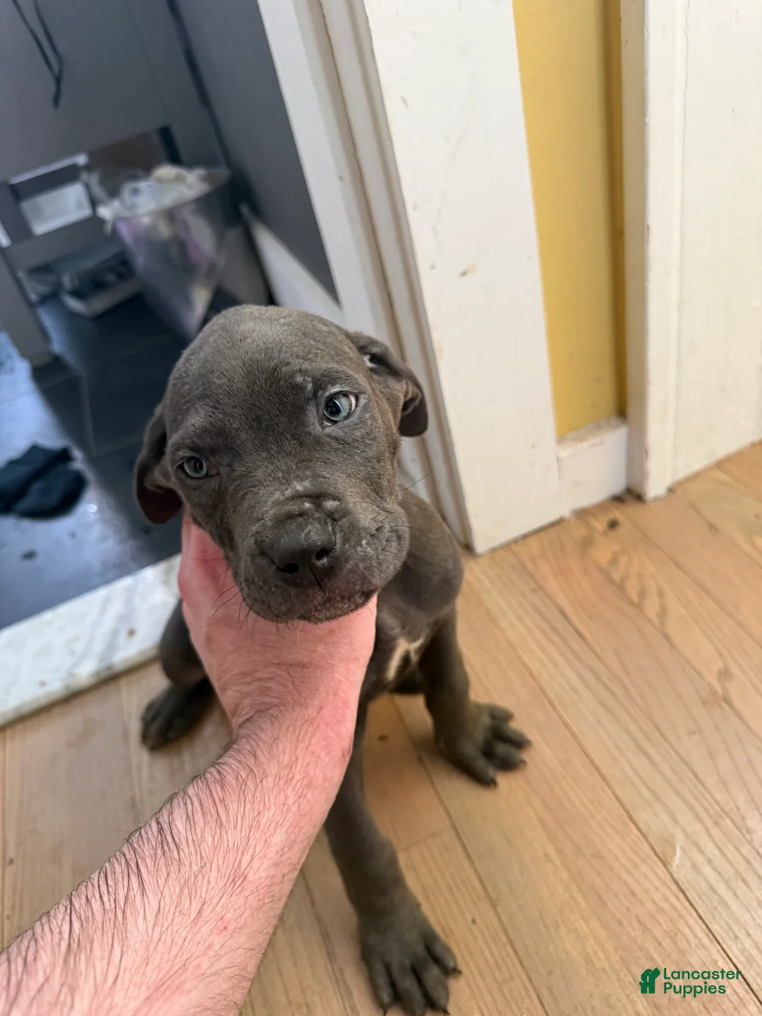 Cane Corso dogs for sale: Cane Corso Puppy 3 - Ad 2