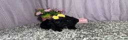 Miniature Poodle dogs for sale: Miniature Poodle 5 - Ad 6