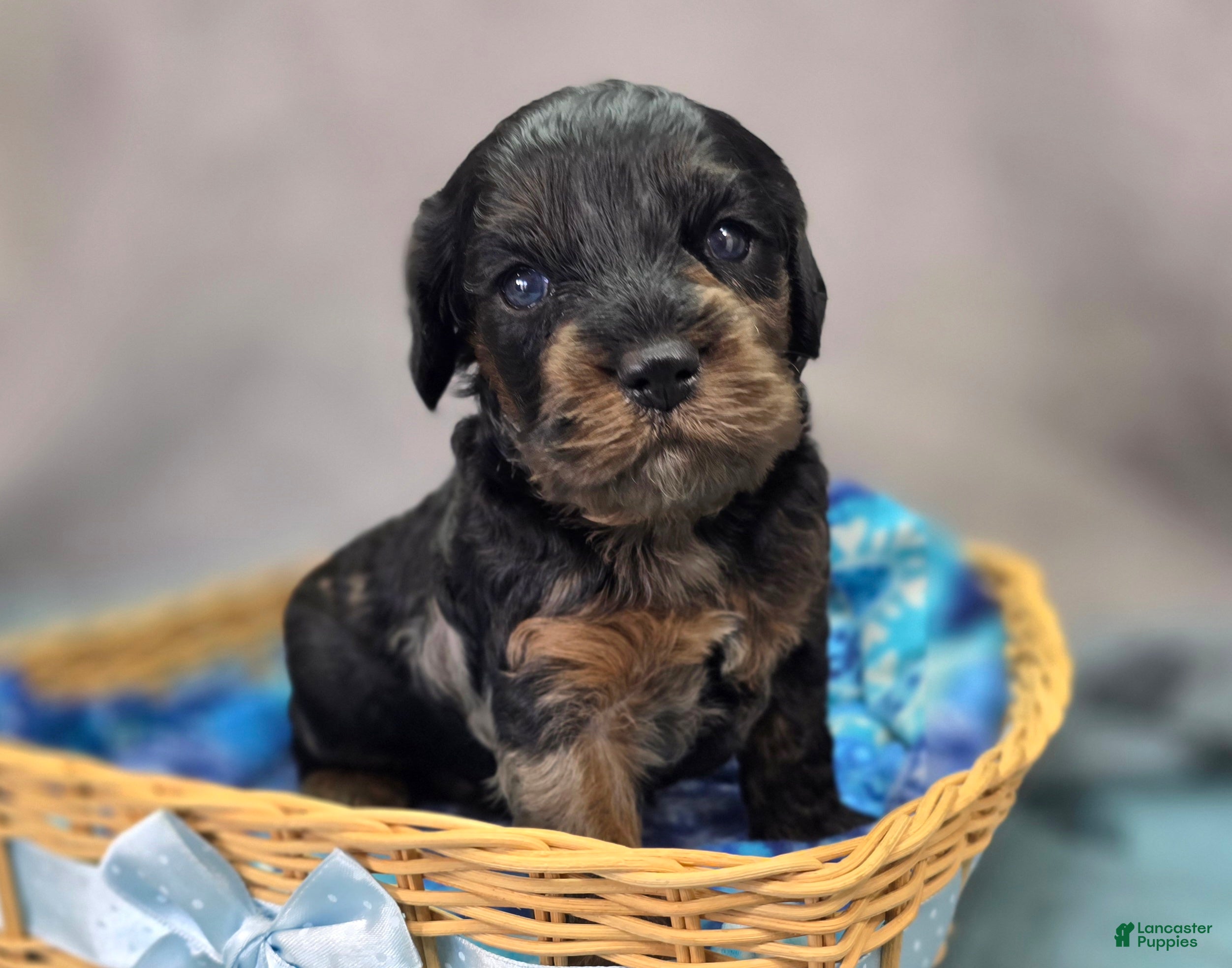 Cockapoo dogs Mayor Augustus  - Ad 4