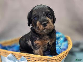 Cockapoo dogs Mayor Augustus - Ad 30