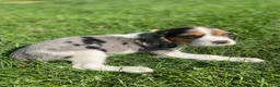 Beaglier dogs for sale: Amy - Ad 7