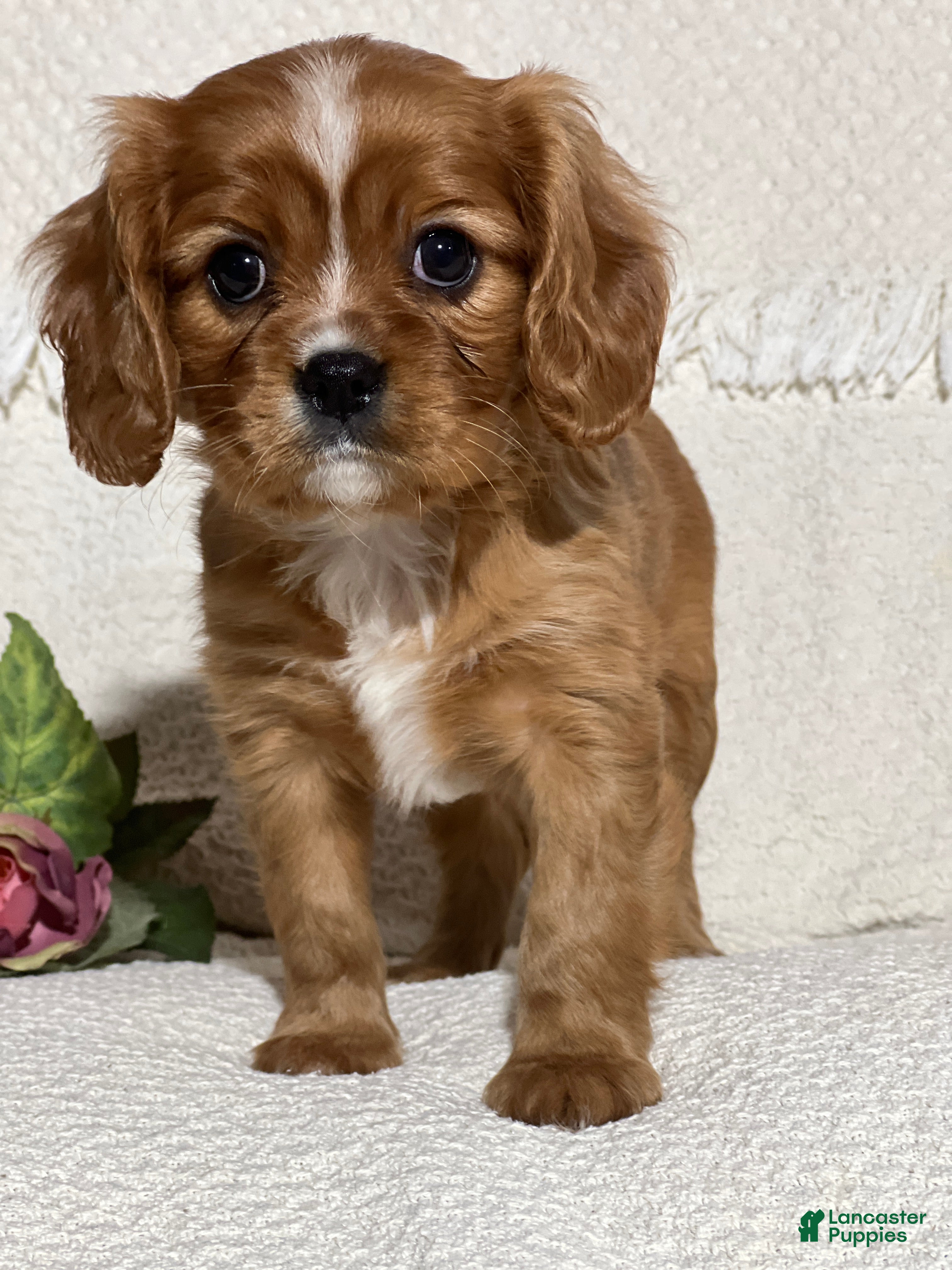 Cavalier King Charles Spaniel dogs Vanessa  - Ad 1