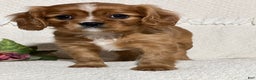 Cavalier King Charles Spaniel dogs for sale: Vanessa  - Ad 1