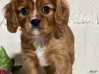 Cavalier King Charles Spaniel dogs Vanessa - Ad 14