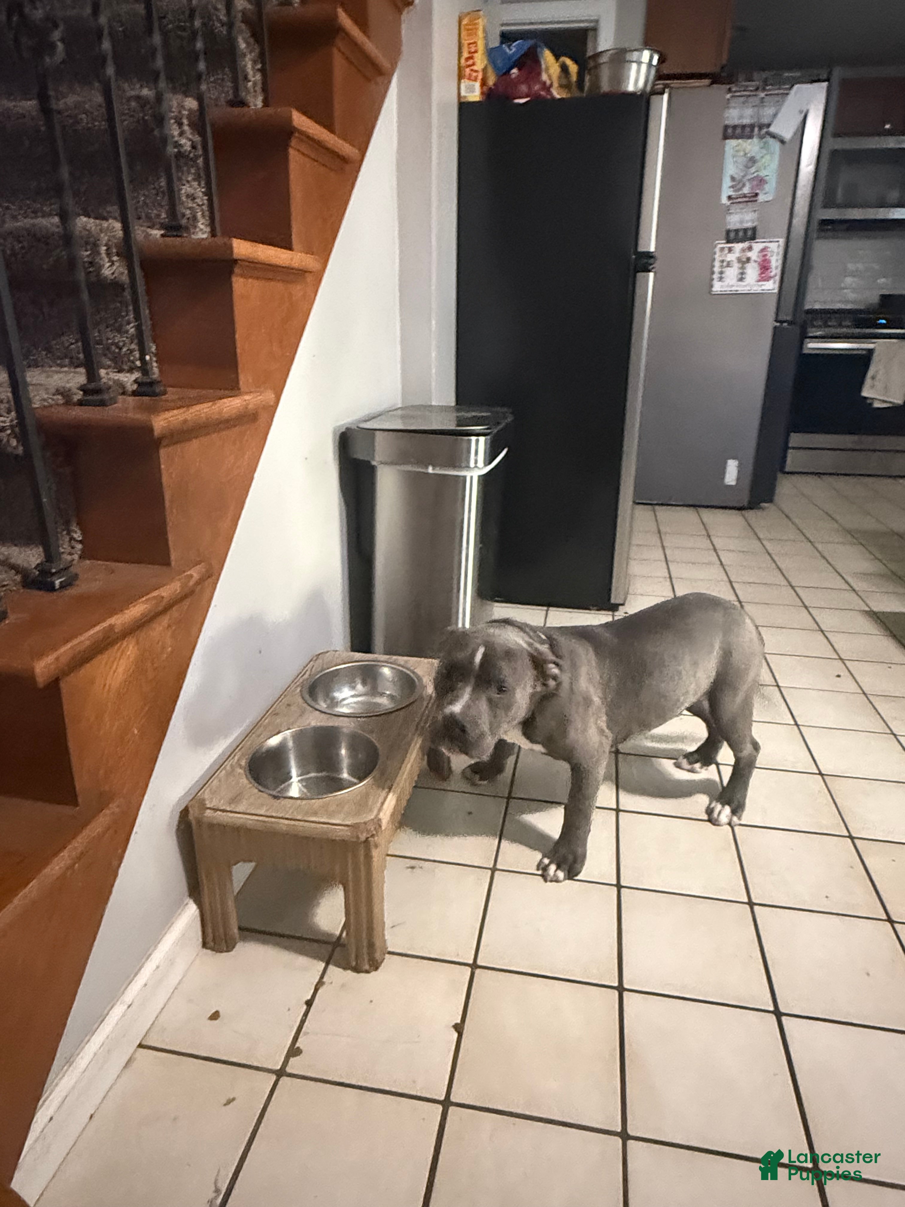 American Bully dogs for sale: American Bully 1 - Ad 2