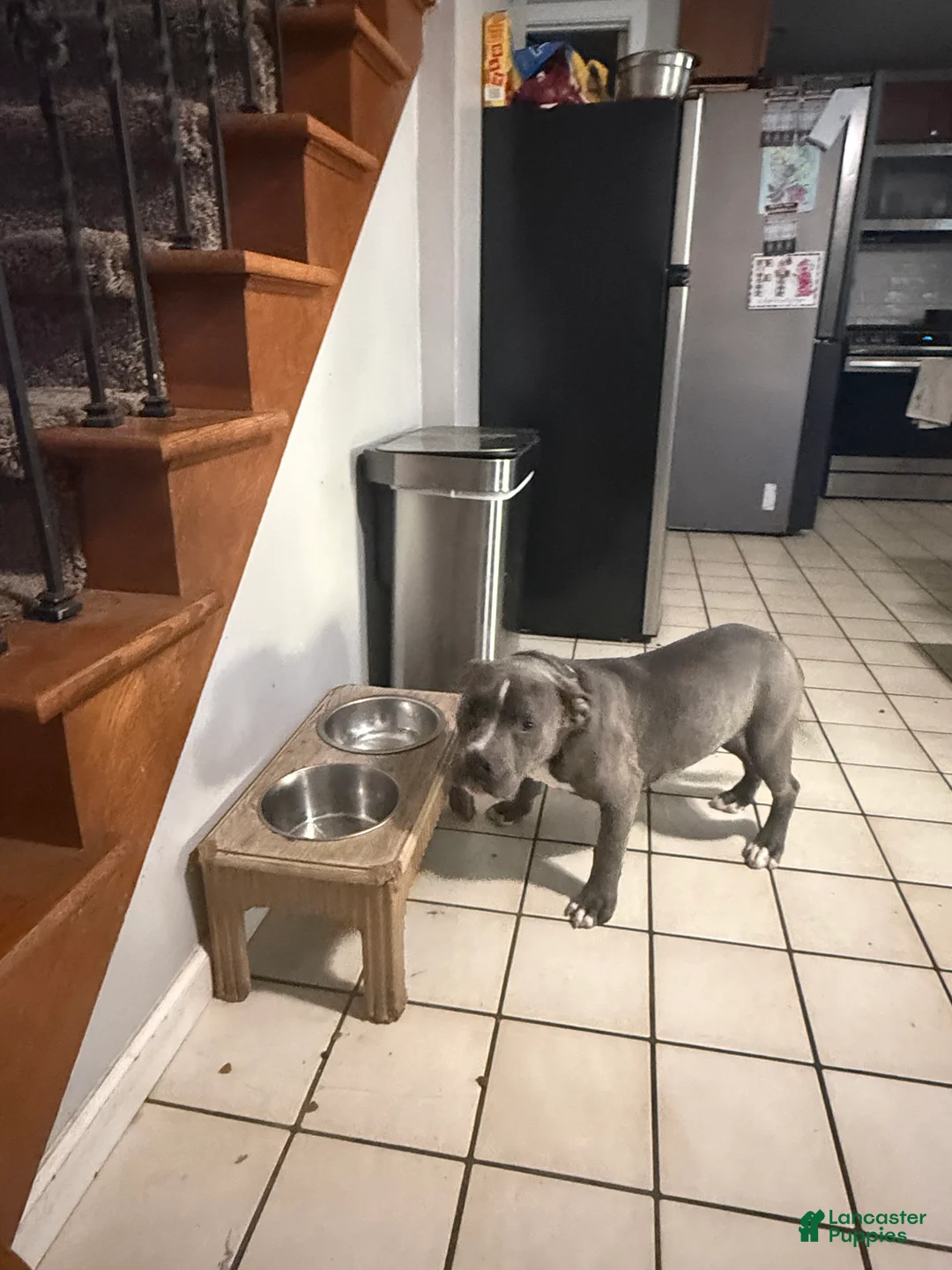 American Bully dogs for sale: American Bully 1 - Ad 1