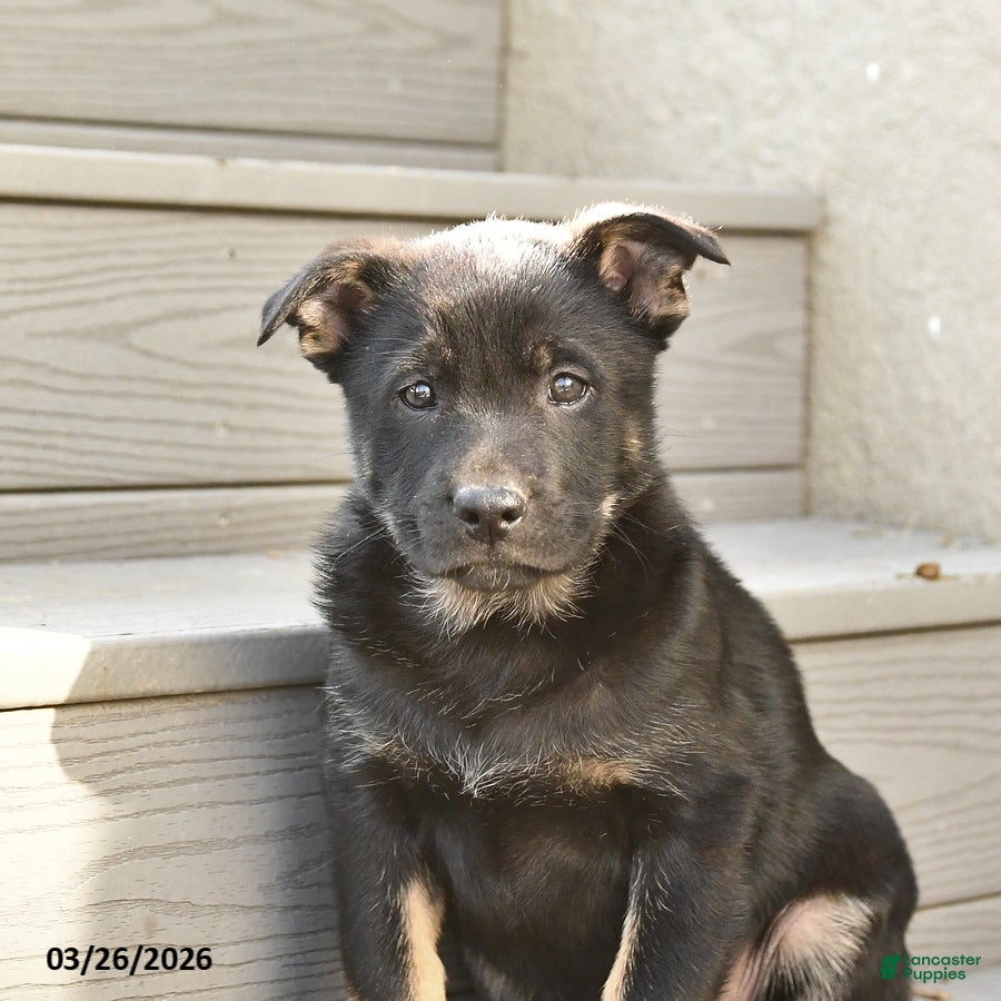 Mixed Breed dogs Saffron - Ad 2