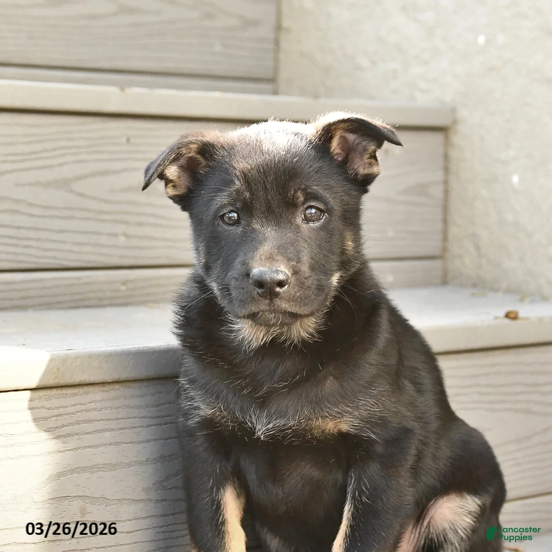 Mixed Breed dogs for sale: Saffron - Ad 2