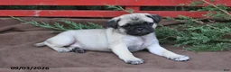 Pug dogs for sale: Taffy - Ad 4