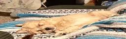 Mixed Breed dogs for sale: Frosted Flakes  - Ad 2