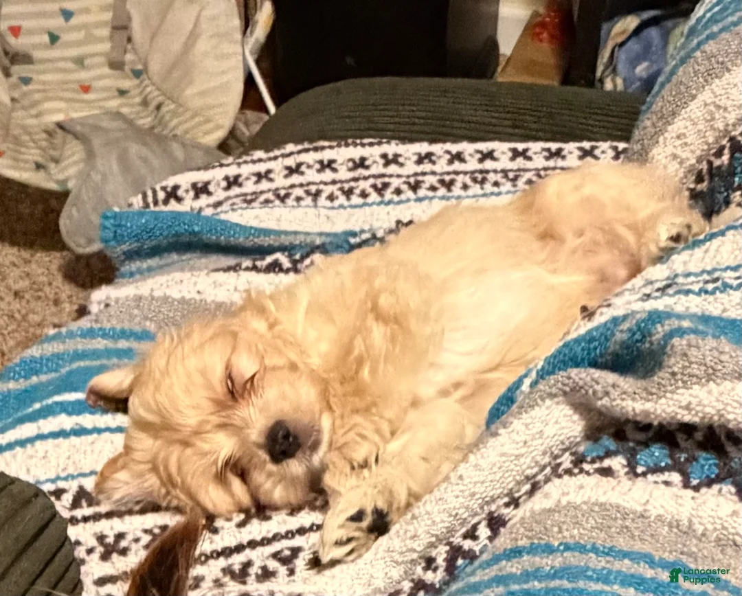 Mixed Breed dogs for sale: Frosted Flakes  - Ad 2