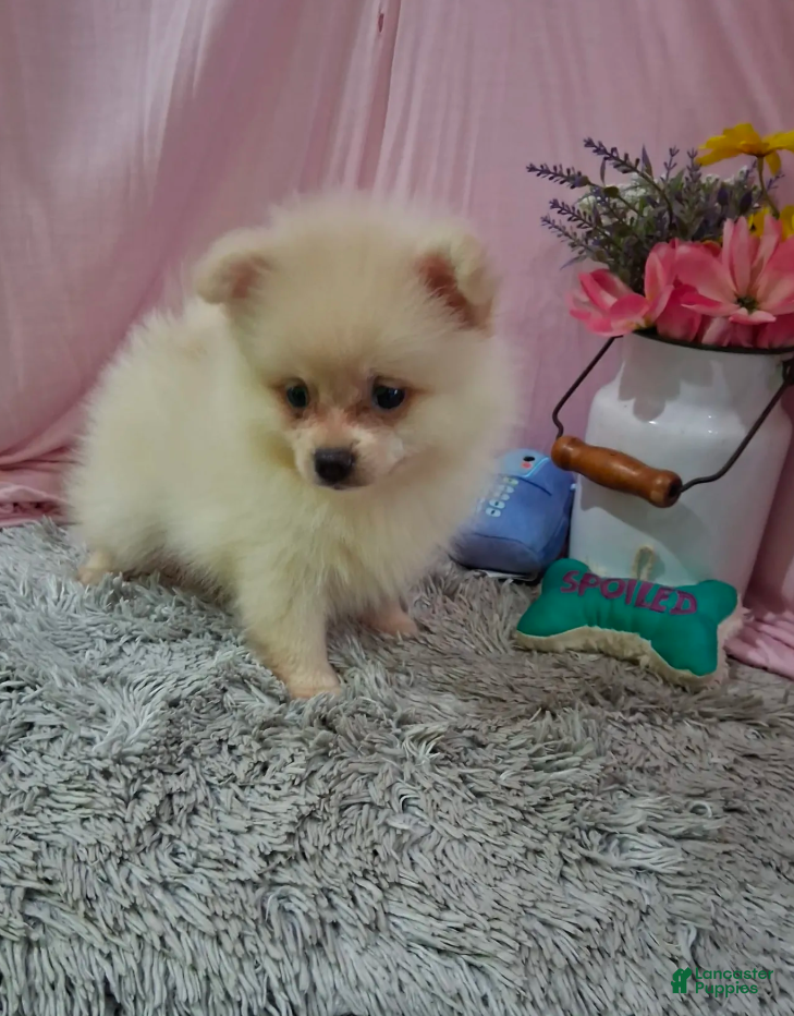 Pomeranian dogs Dexter - Ad 2