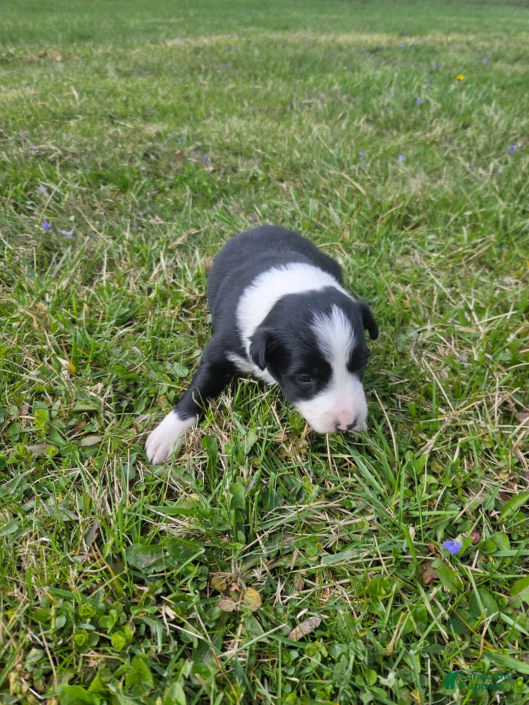 Border Collie dogs for sale: Lily - Ad 1