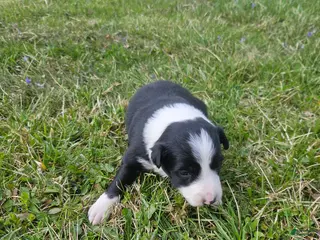 Border Collie dogs Lily - Ad 21