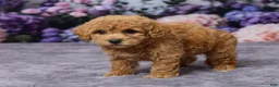 Bichpoo dogs for sale: Debbie - Ad 5