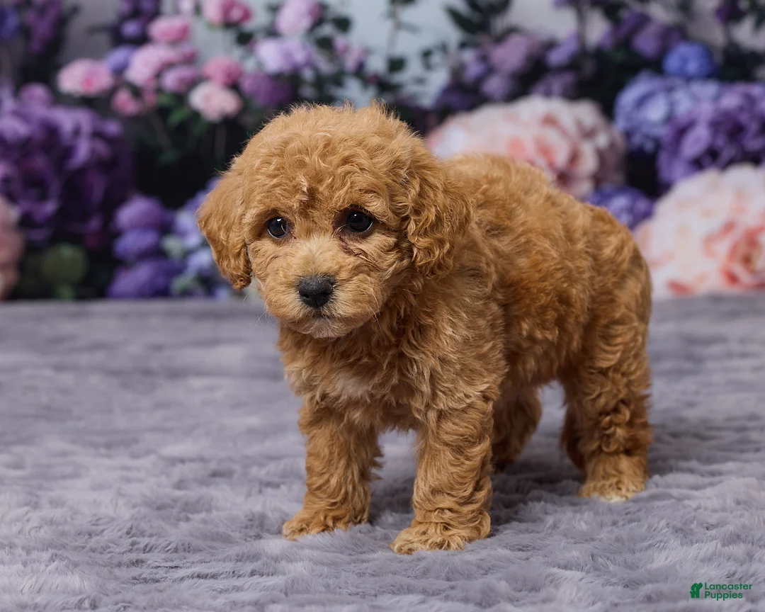Bichpoo dogs for sale: Debbie - Ad 5