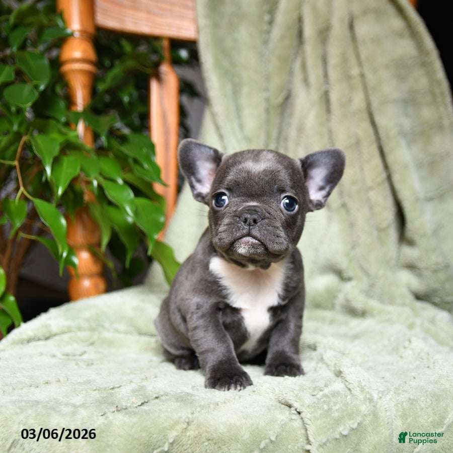 French Bulldog dogs Abby - Ad 1