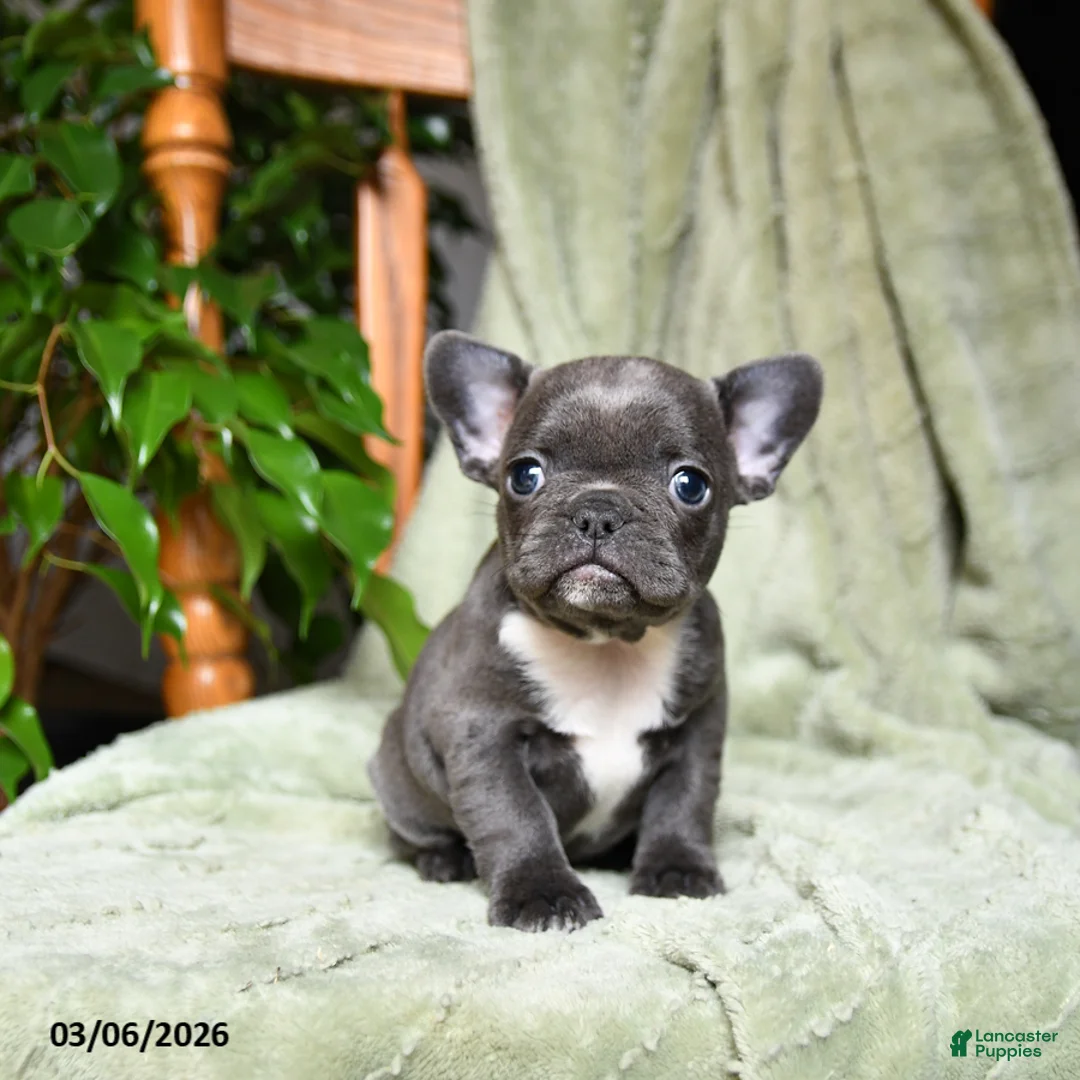 French Bulldog dogs for sale: Abby - Ad 1