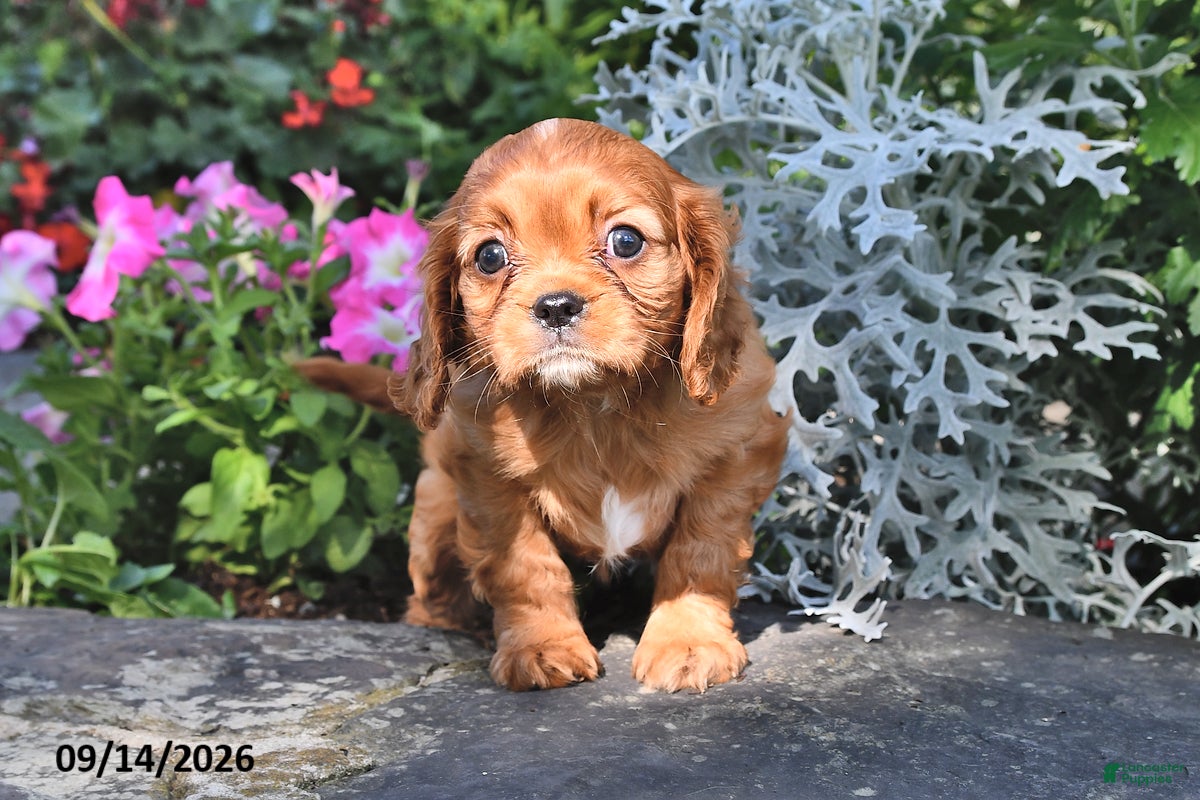 Cavalier King Charles Spaniel dogs Princess Diana - Ad 1