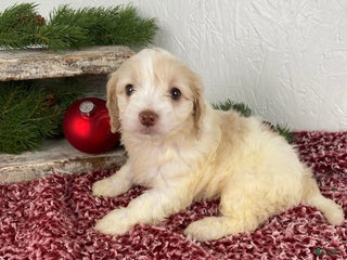 Cockapoo dogs Sadie - Ad 11