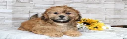 Shihpoo dogs for sale: Clement  - Ad 4