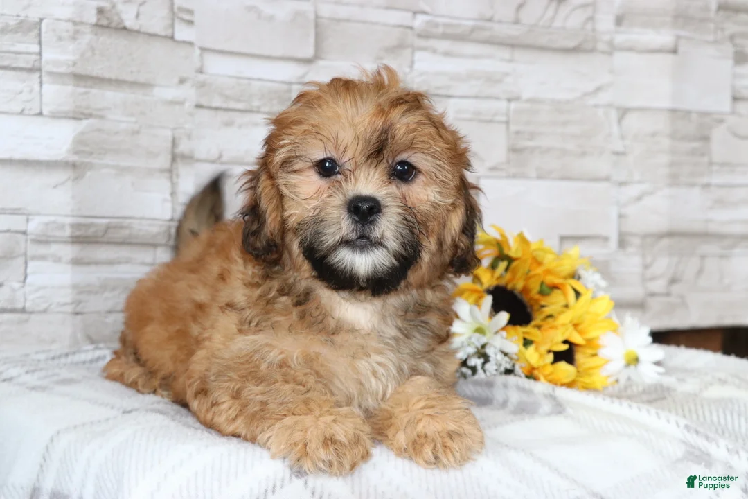 Shihpoo dogs for sale: Clement  - Ad 4