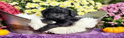Goldendoodle dogs for sale: Phil - Ad 4
