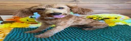 Labradoodle dogs for sale: Mini Labradoodle Tanzy - Ad 2