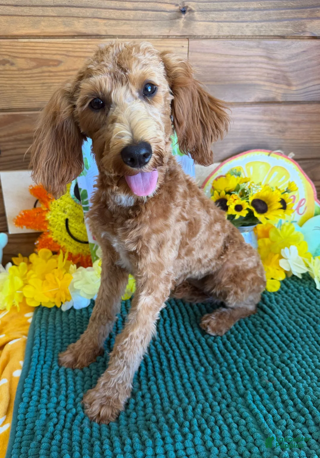 Labradoodle dogs for sale: Mini Labradoodle Tanzy - Ad 2