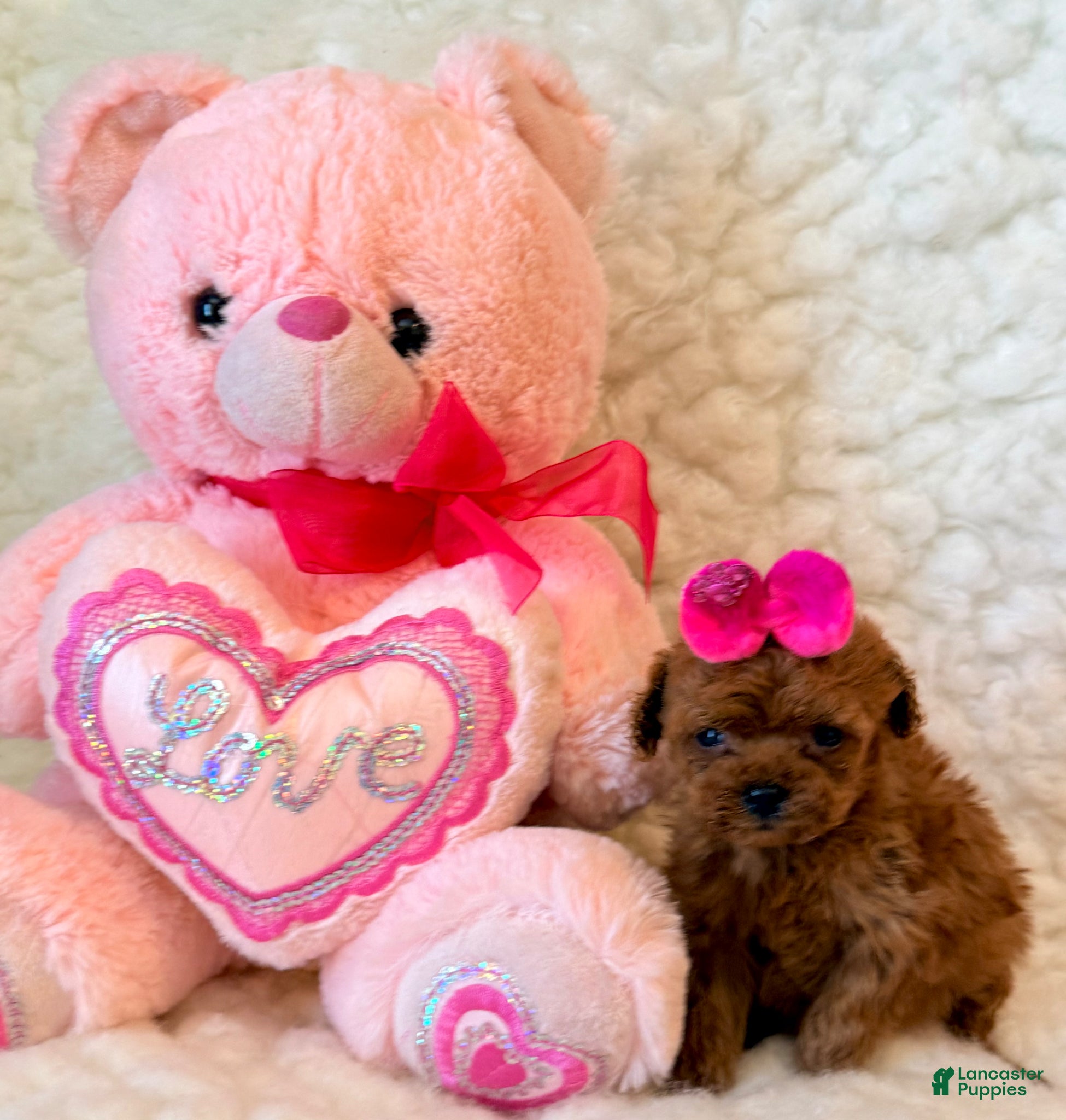 Toy Poodle dogs for sale: Baby girl teacup - Ad 3