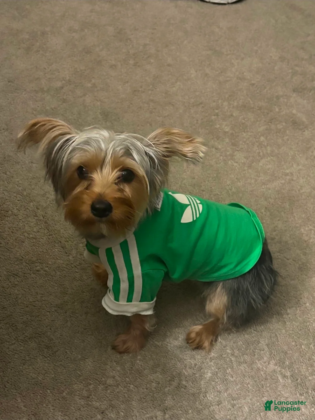 Yorkshire Terrier dogs for sale: Yorkshire Terrier Puppy 1 - Ad 2
