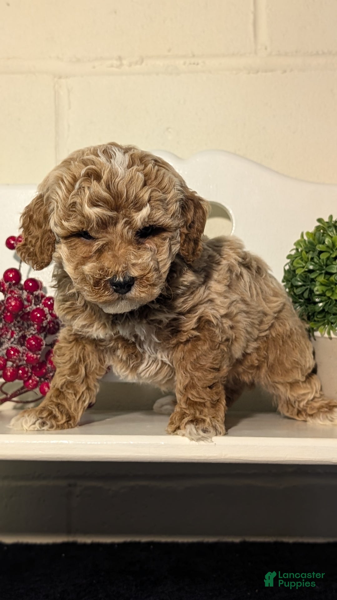 Miniature Poodle dogs for sale: Hunter  - Ad 8