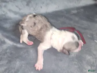 Sheepadoodle dogs Lily- maroon - Ad 20