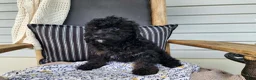 Mini Bernedoodle dogs for sale: Willow - Ad 11