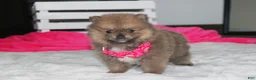 Pomeranian dogs for sale: Zara - Ad 13