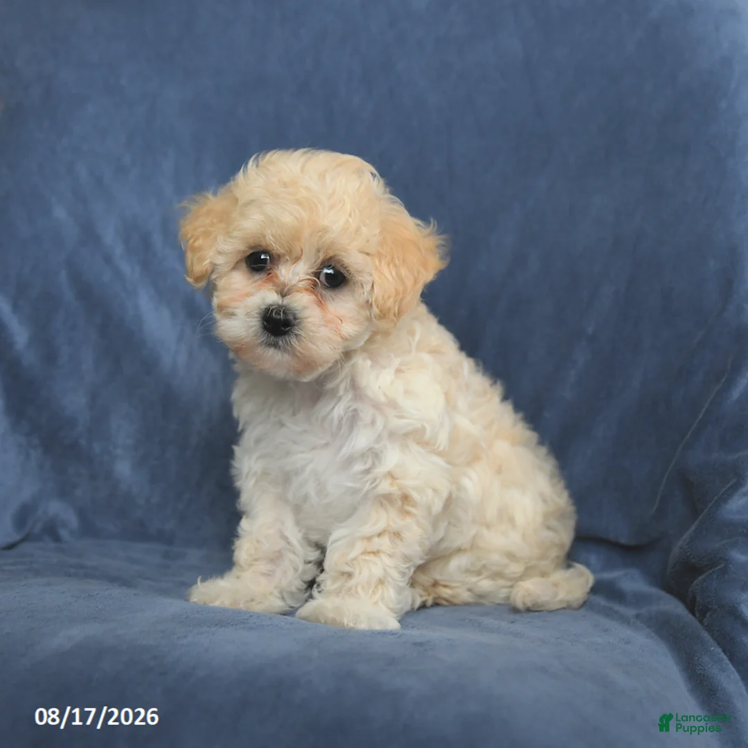 Maltipoo dogs for sale: Nichole - Ad 2