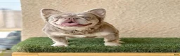 French Bulldog dogs for sale: Brittany  - Ad 3