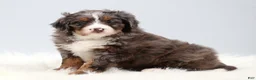 Mini Bernedoodle dogs for sale: Carter  - Ad 4