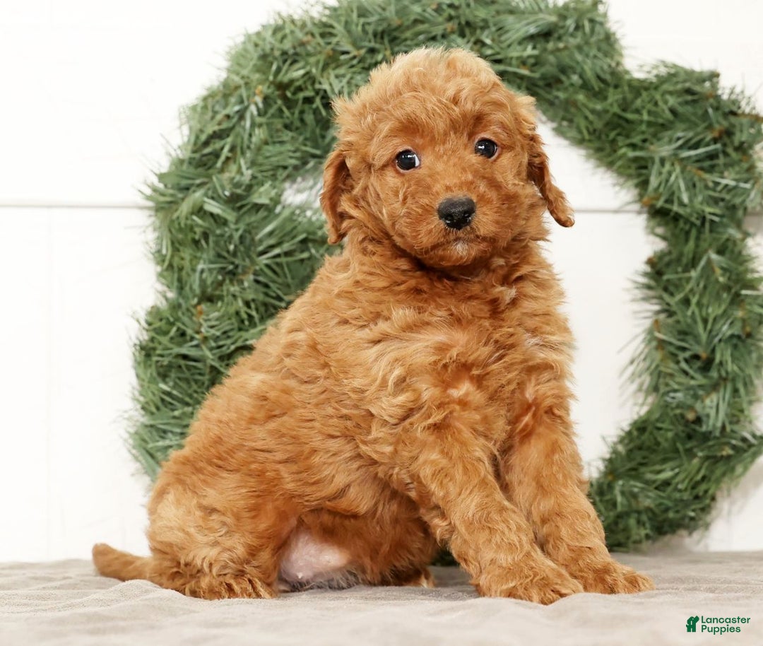 Mini Goldendoodle dogs for sale: Eden - Ad 1