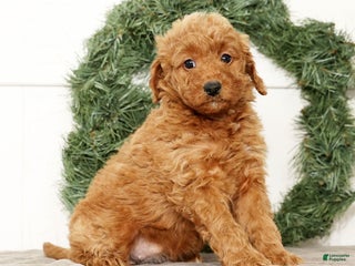 Mini Goldendoodle dogs Eden - Ad 10