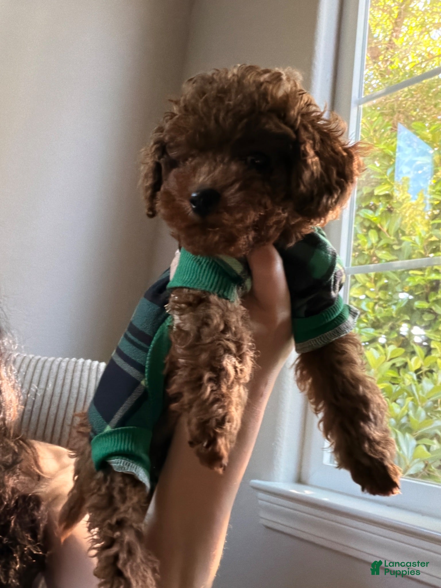 Toy Poodle dogs Toy Poodle 1 - Ad 1